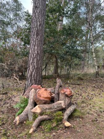  Manifest van de bomen