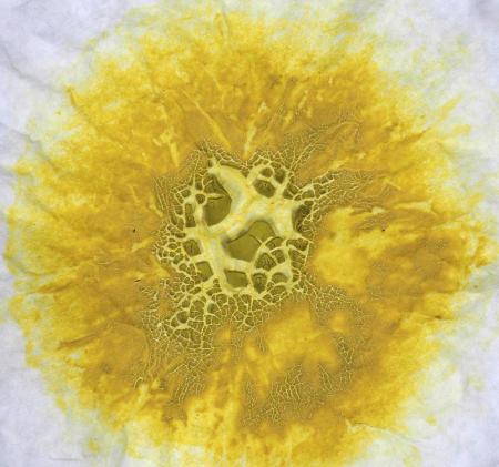  COLLECTING COLOUR Lake Pigment proces, drogen