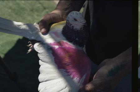  La Curiosidad (work in progress)