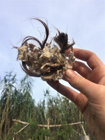  Research for Mycofiltraçao