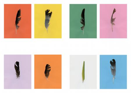  feathers