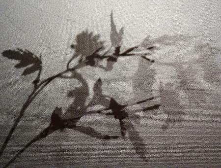 Photoserie ''The flow of life''  Photoserie ''The flow of life''