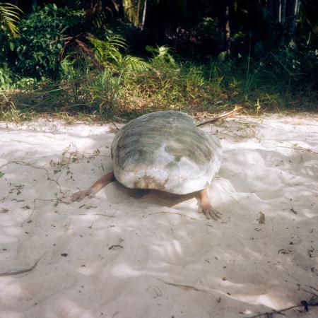  Tartaruga